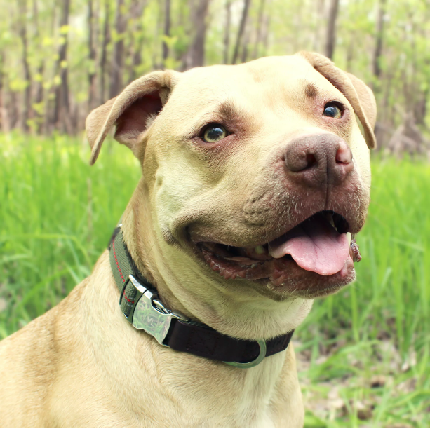 Premium Dog Collar