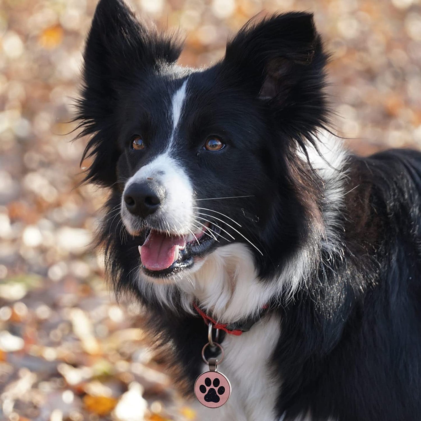 Pet ID Tags