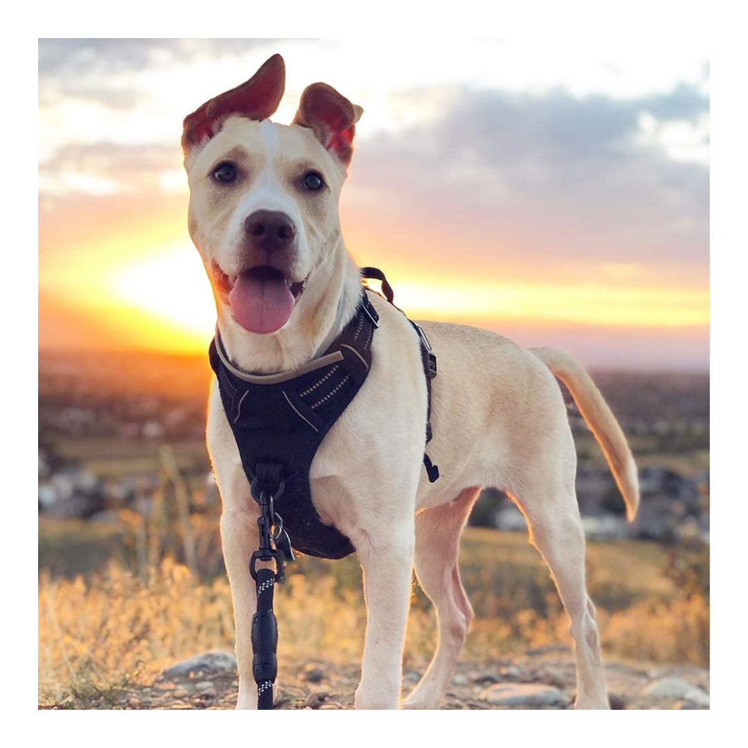 No-Pull Pet Harness with 2 Leash Clips