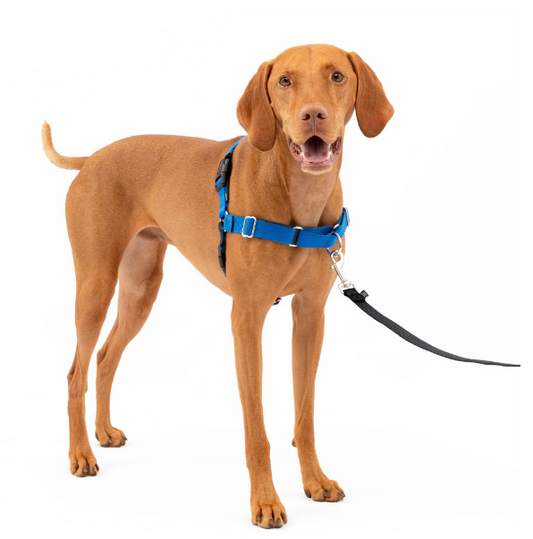 No-Pull Leash Training Dog Harness